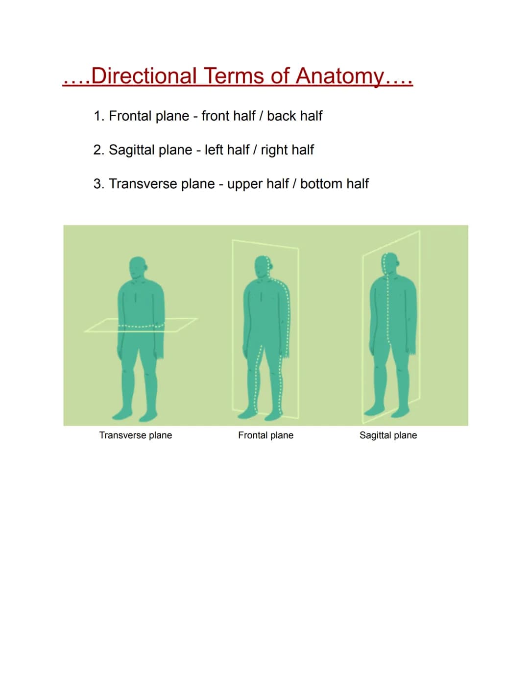 Directional Terms of Anatomy....
1. Frontal plane - front half / back half
2. Sagittal plane - left half / right half
3. Transverse plane - 