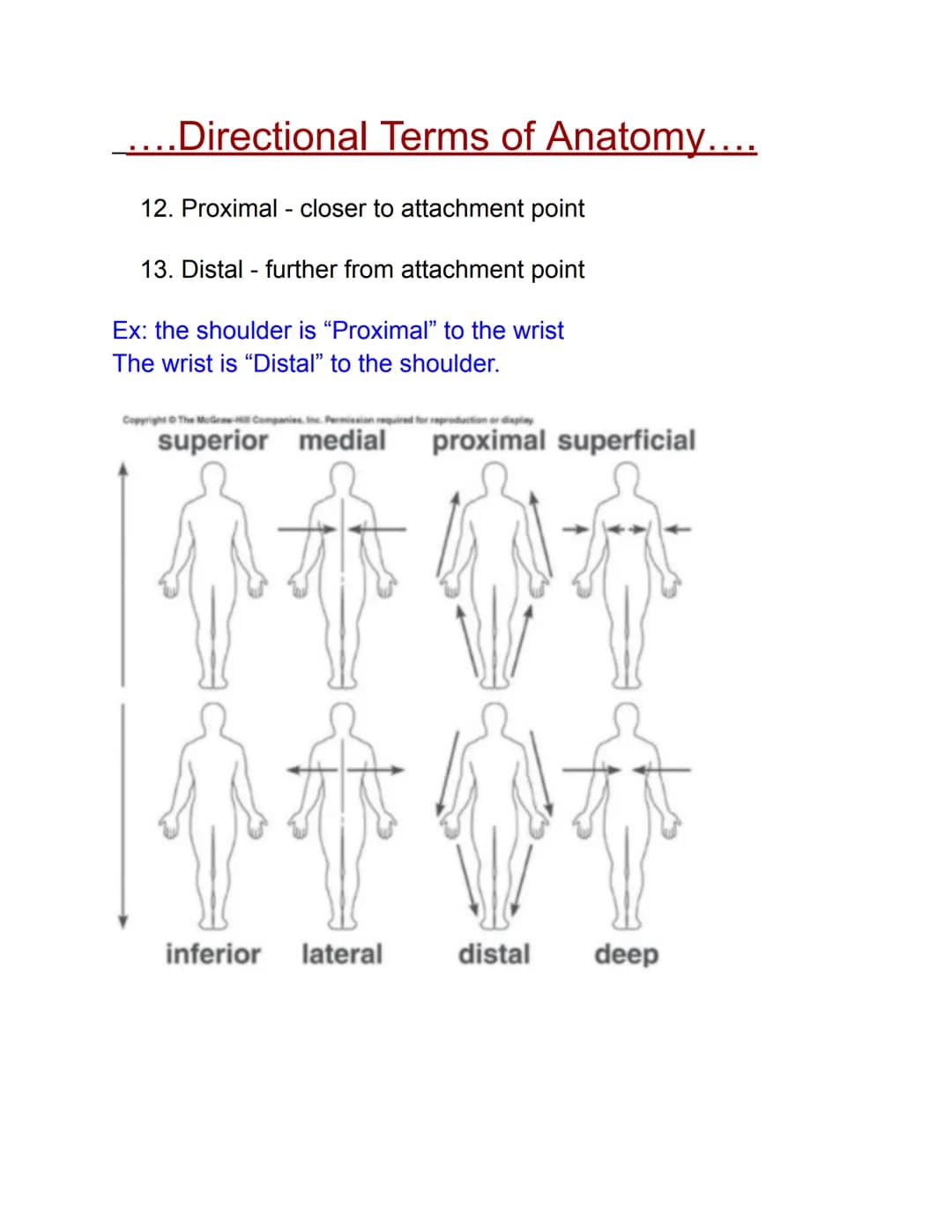 Directional Terms of Anatomy....
1. Frontal plane - front half / back half
2. Sagittal plane - left half / right half
3. Transverse plane - 