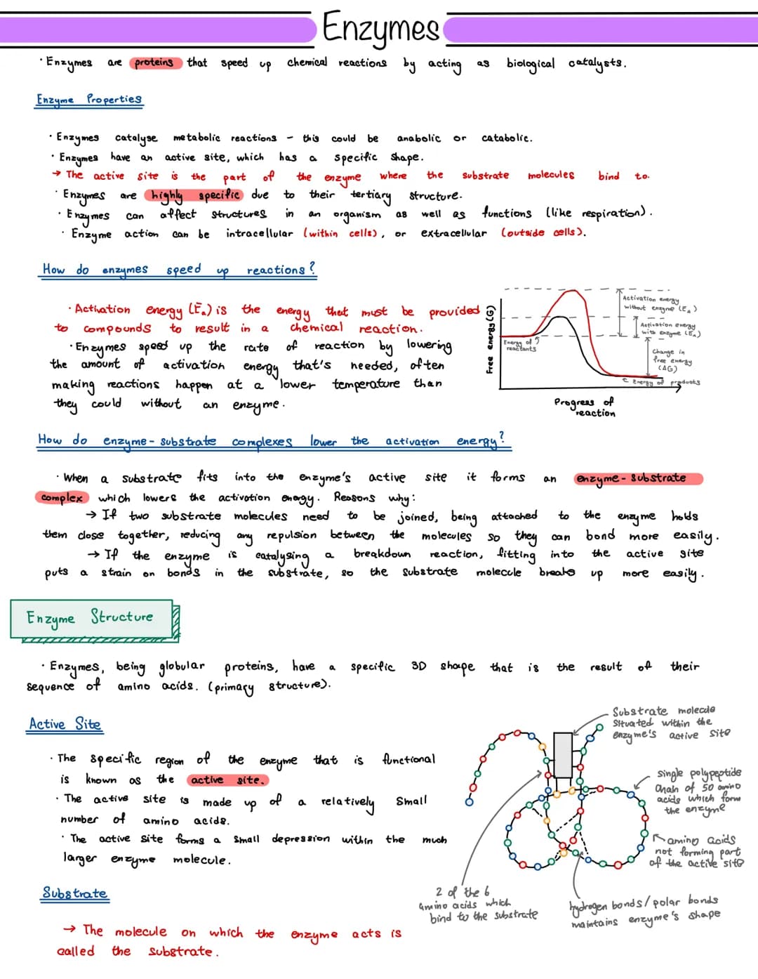 Enzymes
• Enzymes are proteins that speed up chemical reactions by acting as biological catalysts.
Enzyme Properties
• Enzymes catalyse meta