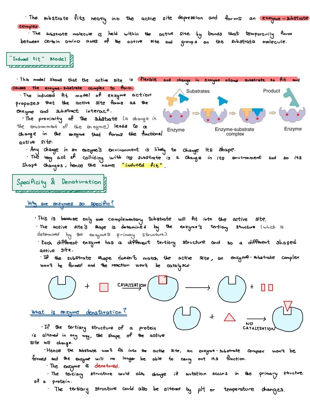 Enzymes
• Enzymes are proteins that speed up chemical reactions by acting as biological catalysts.
Enzyme Properties
• Enzymes catalyse meta