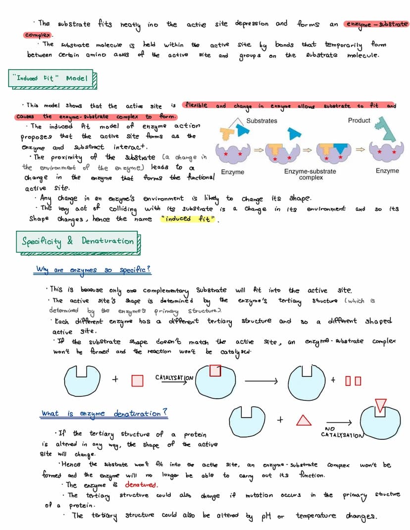Enzymes
• Enzymes are proteins that speed up chemical reactions by acting as biological catalysts.
Enzyme Properties
• Enzymes catalyse meta
