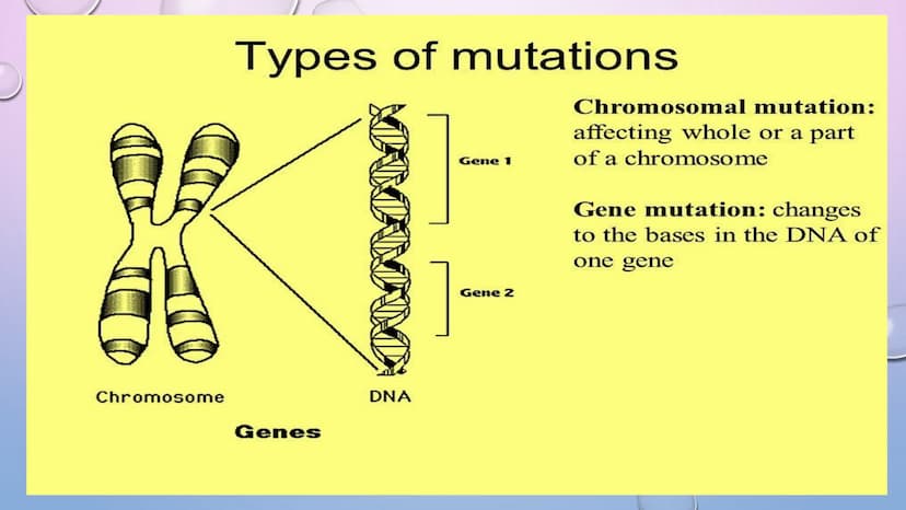 MUTATION Changes in the protein structure or level of expression may lead
to changes in cellular properties and behavior, as a result, the
o