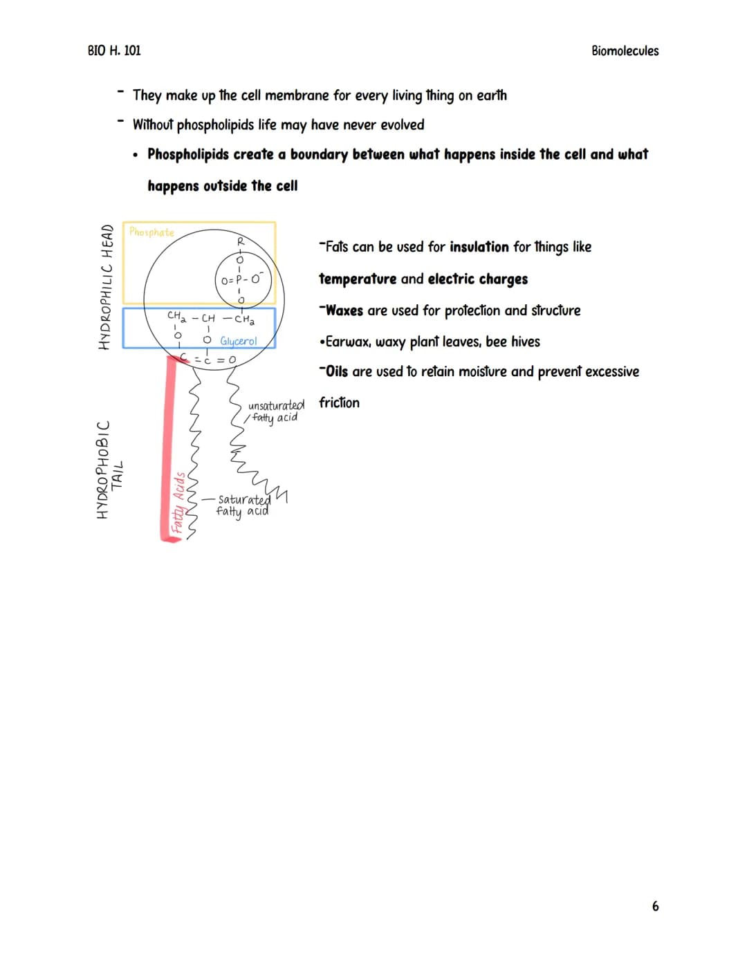 BIO H. 101
Biomolecules
Biomolecules are also sometimes referred to as macromolecules.
They are large complex compounds that are built from 