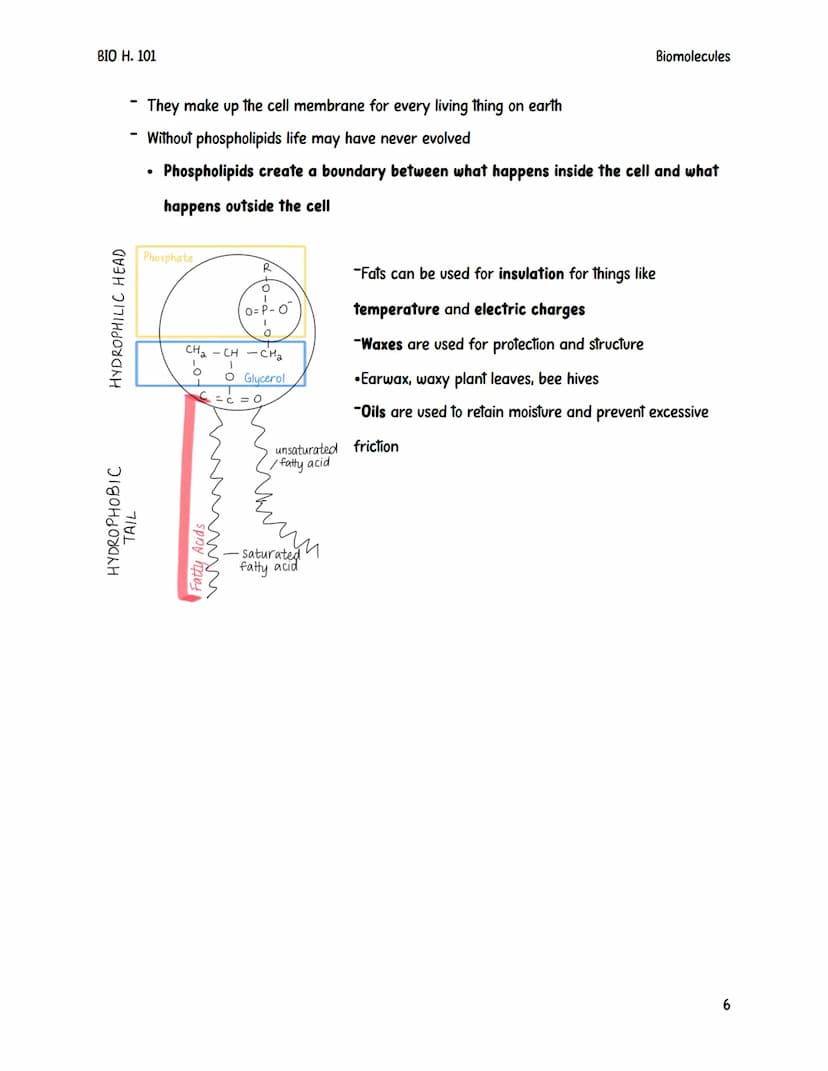 BIO H. 101
Biomolecules
Biomolecules are also sometimes referred to as macromolecules.
They are large complex compounds that are built from 