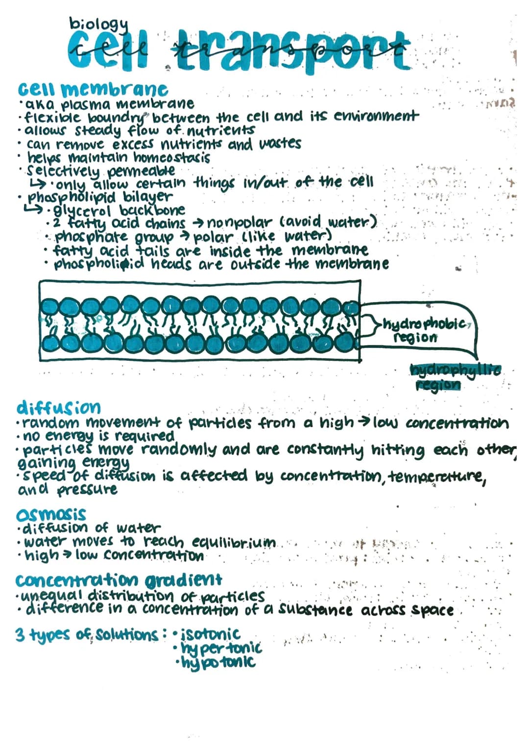 cell membrane
'aka plasma membrane
•
.
cell transport
.
flexilole boundry between the cell and its environment
allows steady flow of nutrien