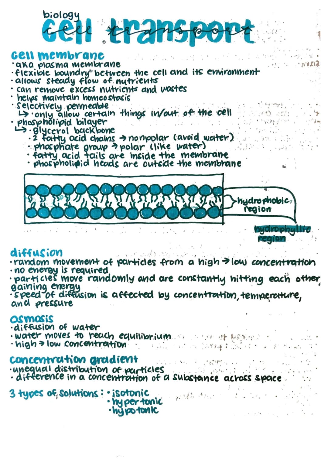 cell membrane
'aka plasma membrane
•
.
cell transport
.
flexilole boundry between the cell and its environment
allows steady flow of nutrien