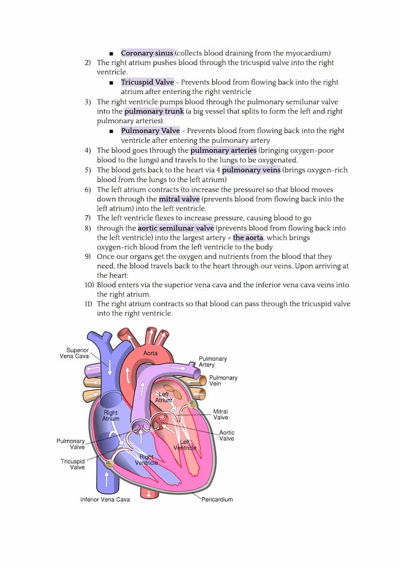 Consists of the heart, blood vessels, and blood
Closed circulatory system (blood inside vessels)
• Transportation system for nutrients and w