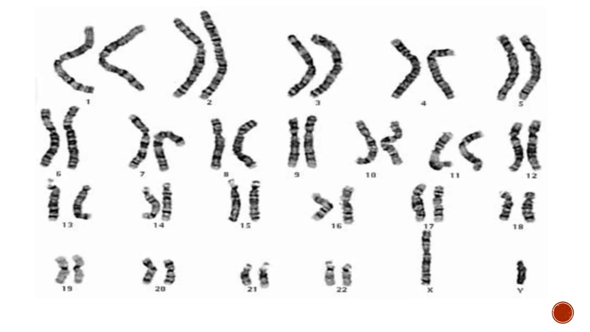 MEIOSIS
Biology
2023 >>
CAUSEURSDAY
20
m
K
» X "
X८SH MEIOSIS
▪a process in the sexual cycle by which the
chromosome number is reduced by 1/