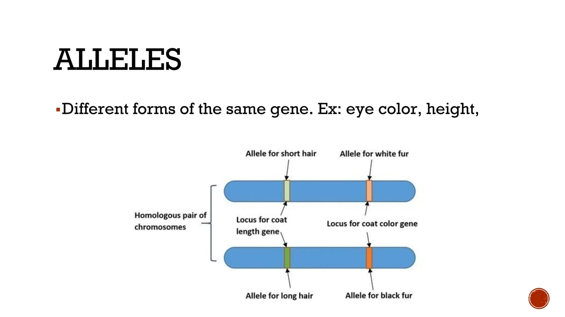 MEIOSIS
Biology
2023 >>
CAUSEURSDAY
20
m
K
» X "
X८SH MEIOSIS
▪a process in the sexual cycle by which the
chromosome number is reduced by 1/