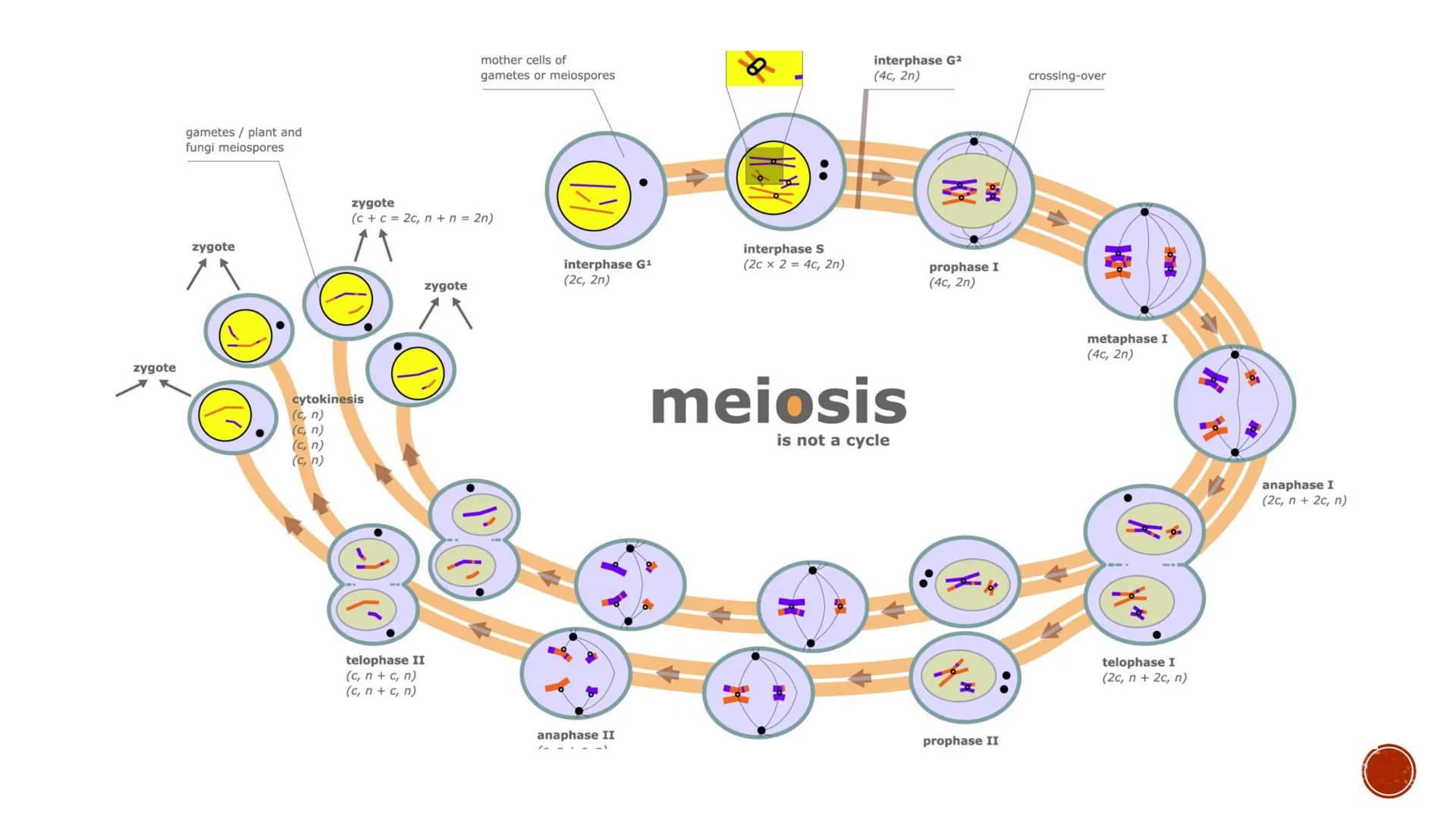 MEIOSIS
Biology
2023 >>
CAUSEURSDAY
20
m
K
» X "
X८SH MEIOSIS
▪a process in the sexual cycle by which the
chromosome number is reduced by 1/