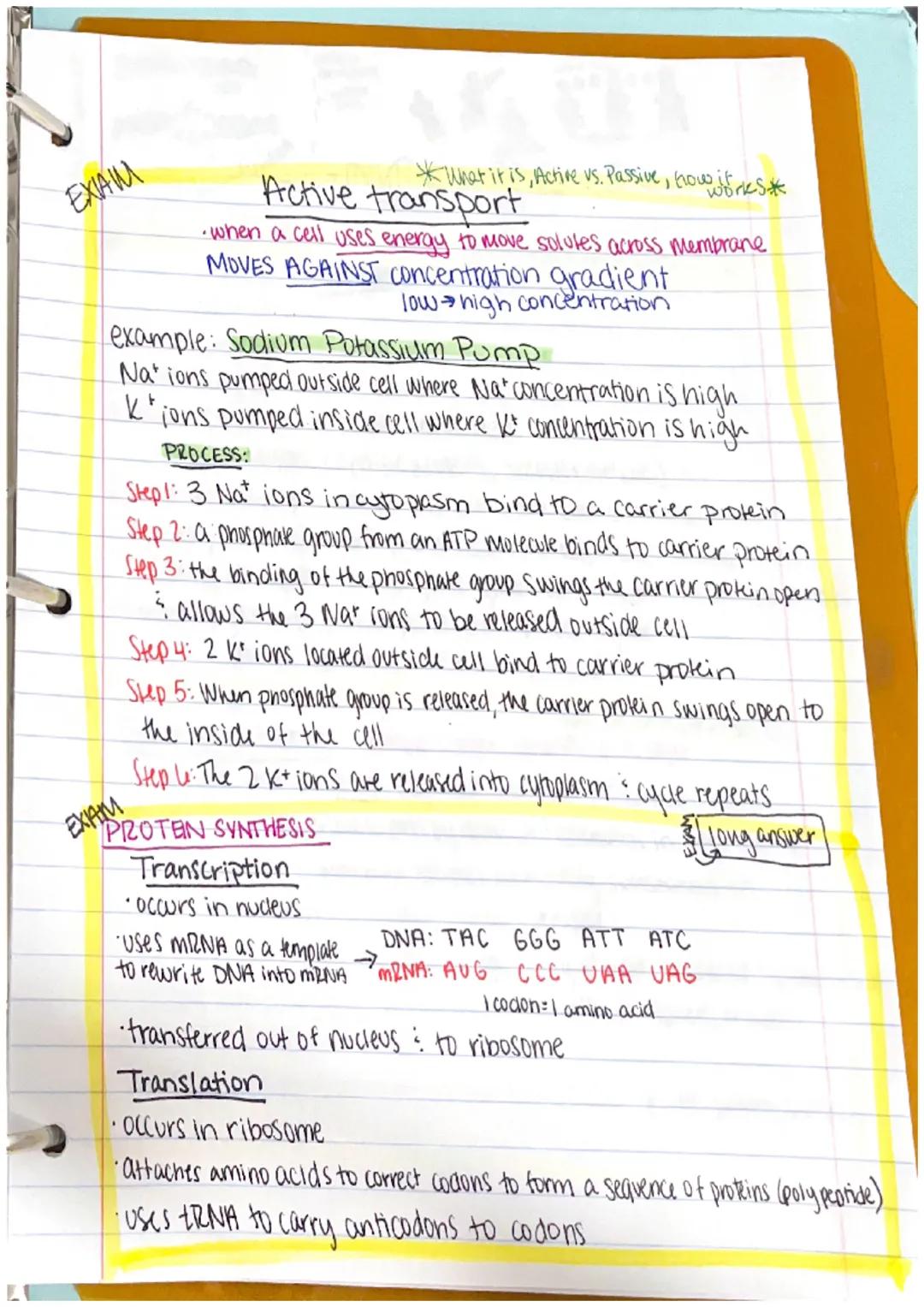 Chapter 1
Anatomy: the structure of body parts: their relationships
with one another
Gross (Macroscopic) Anatomy: Study of large body struct