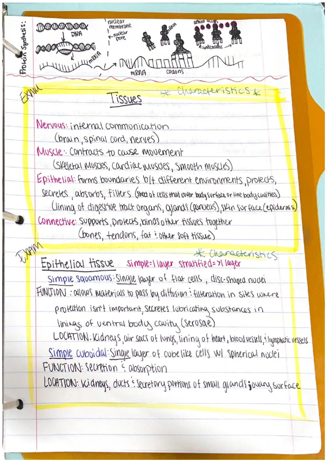 Chapter 1
Anatomy: the structure of body parts: their relationships
with one another
Gross (Macroscopic) Anatomy: Study of large body struct