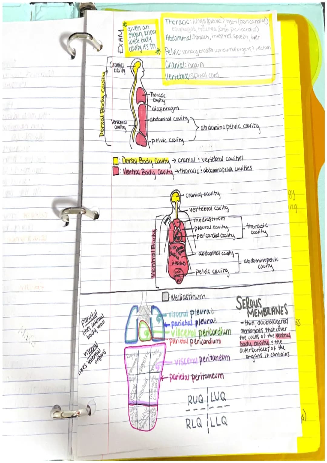 Chapter 1
Anatomy: the structure of body parts: their relationships
with one another
Gross (Macroscopic) Anatomy: Study of large body struct