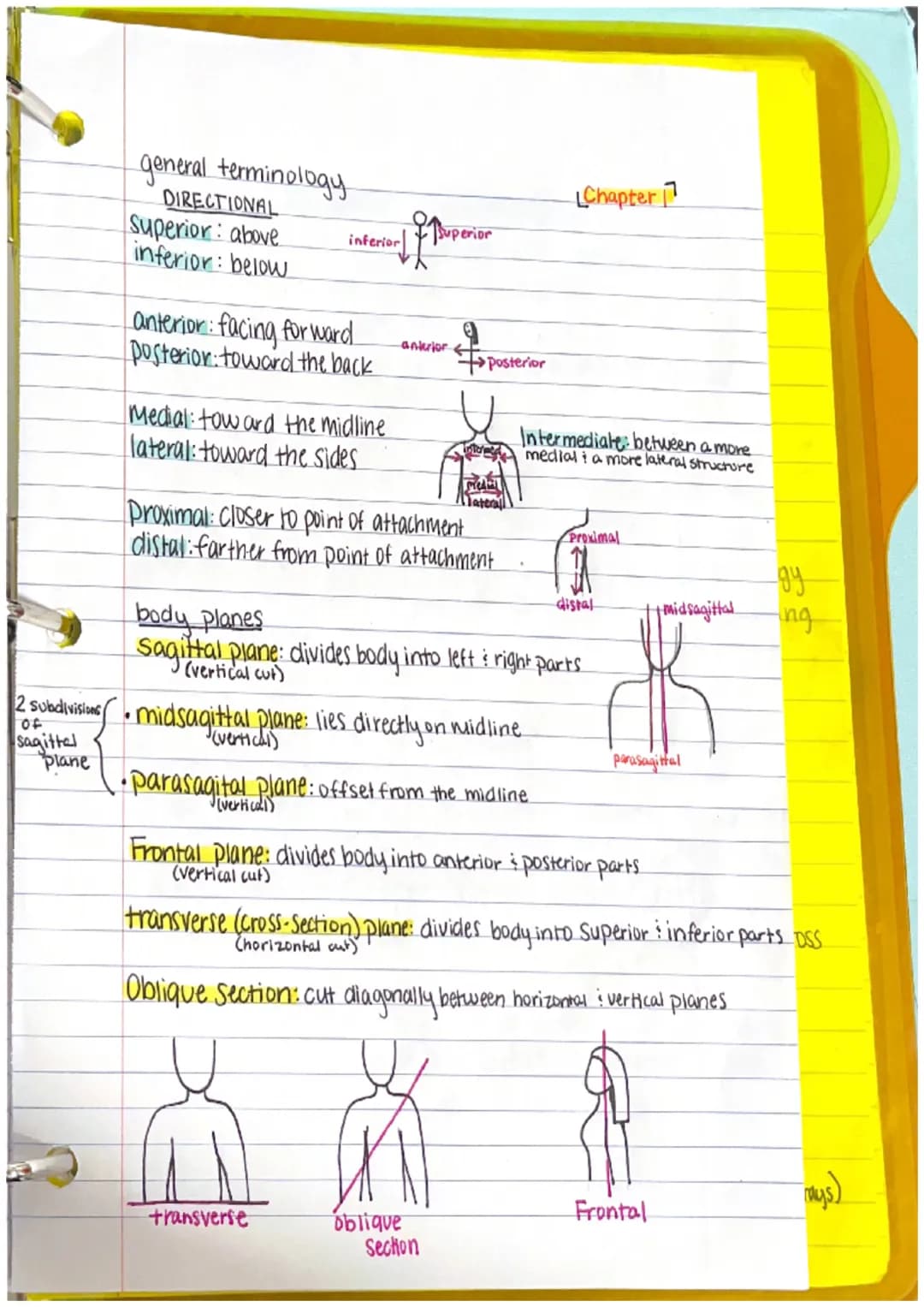 Chapter 1
Anatomy: the structure of body parts: their relationships
with one another
Gross (Macroscopic) Anatomy: Study of large body struct