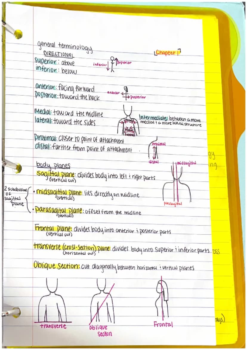Chapter 1
Anatomy: the structure of body parts: their relationships
with one another
Gross (Macroscopic) Anatomy: Study of large body struct