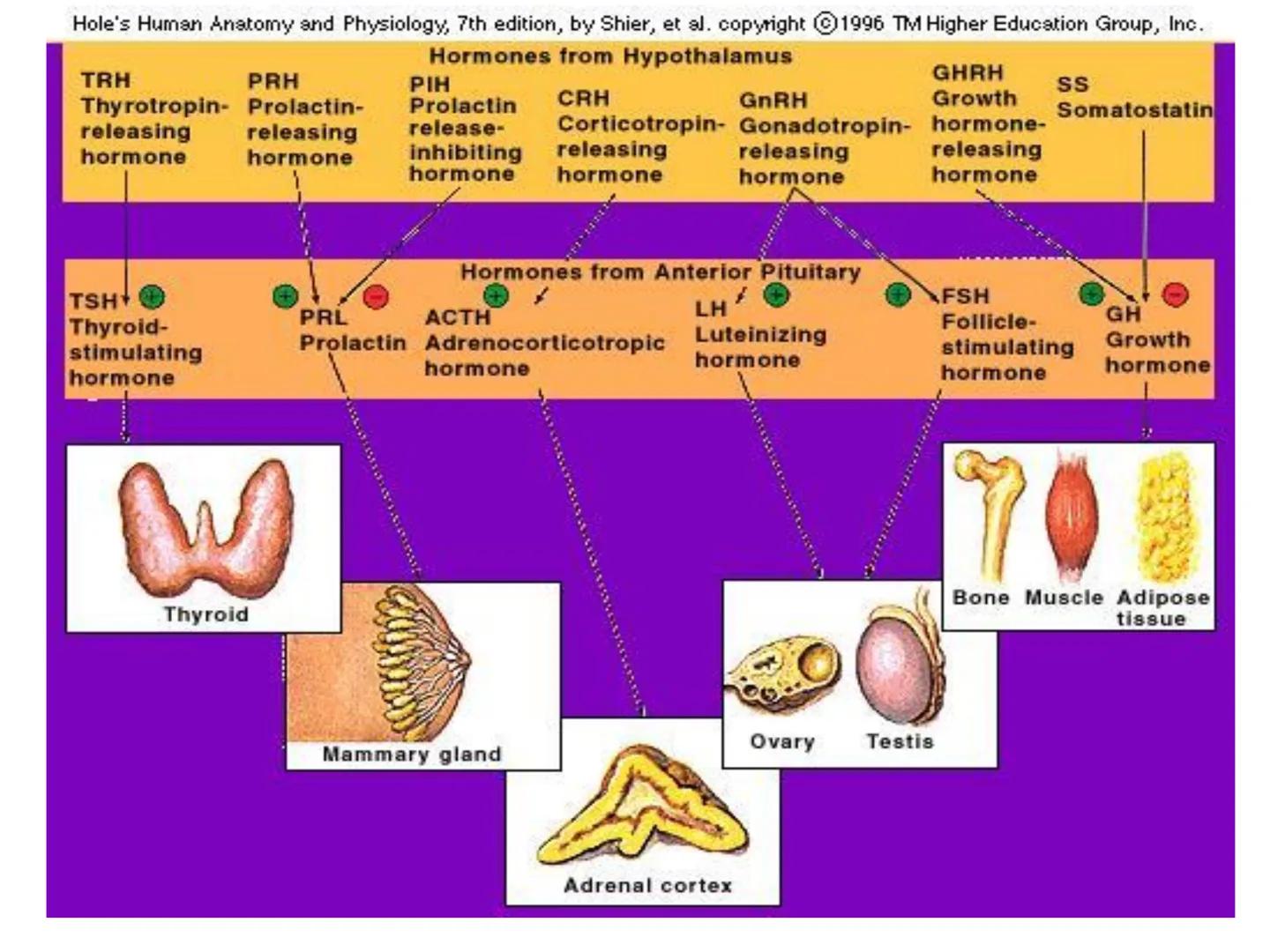 
<p>The endocrine system is made up of a network of organs and glands that secret hormones to control a myriad of bodily functions. These ho