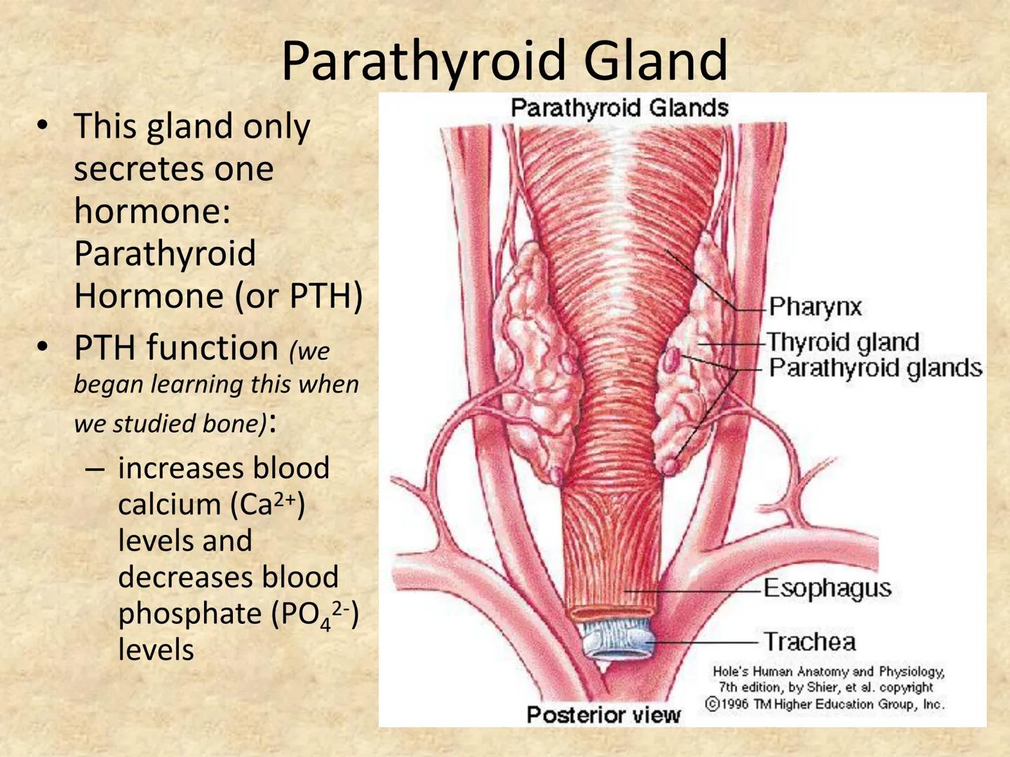 
<p>The endocrine system is made up of a network of organs and glands that secret hormones to control a myriad of bodily functions. These ho