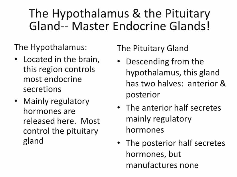 
<p>The endocrine system is made up of a network of organs and glands that secret hormones to control a myriad of bodily functions. These ho