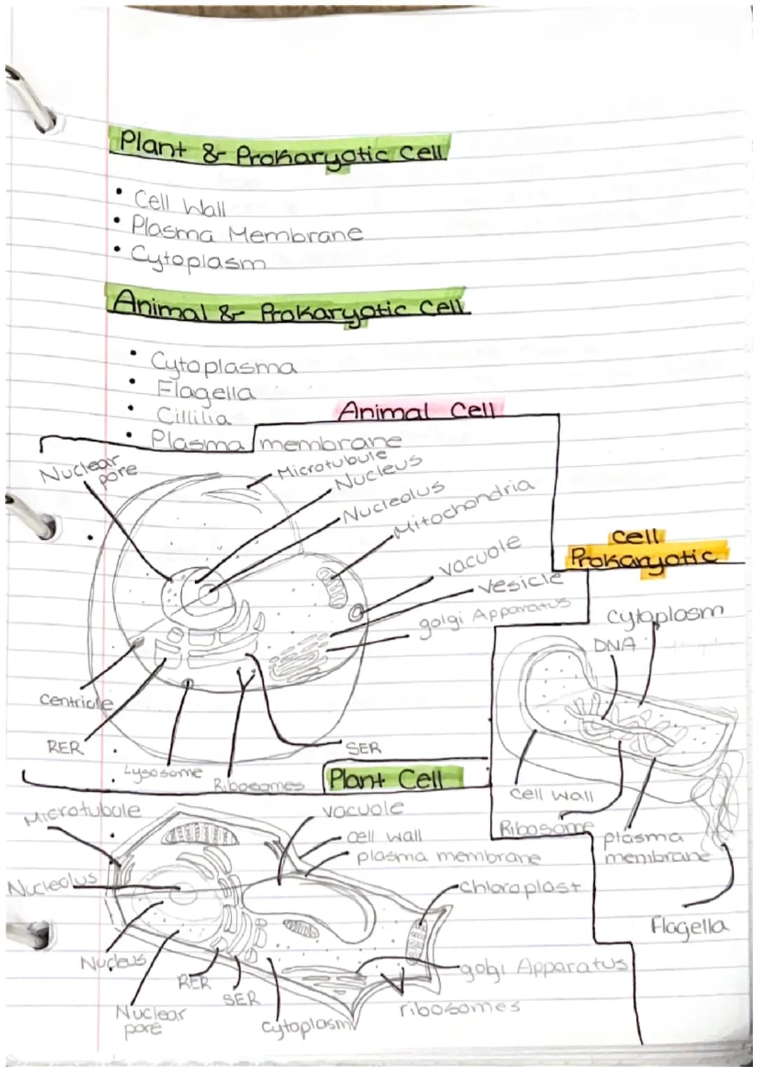 
<h2 id="thecell">The Cell</h2>
<p>In biology, the cell is an essential component that makes up living things, but it is not considered an o