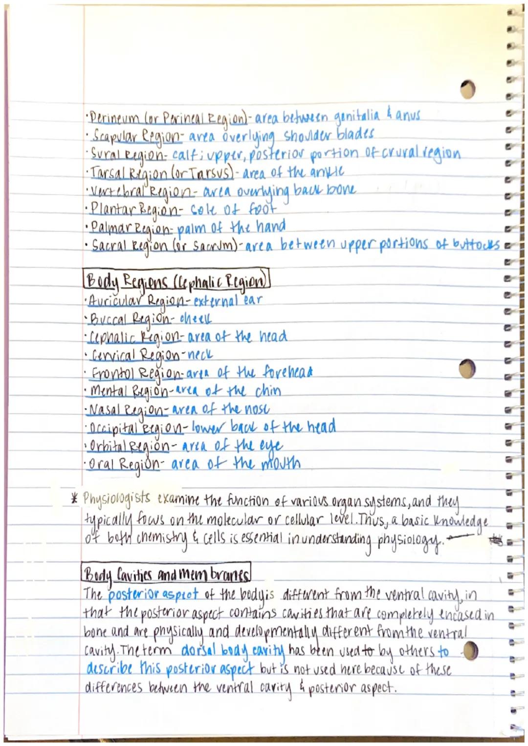 1111111
IL
[Chapter 1 Notes]
--Anatomy - the study of structure and form
→ the word anatomy is derived from the Greek word.
anatome, which m