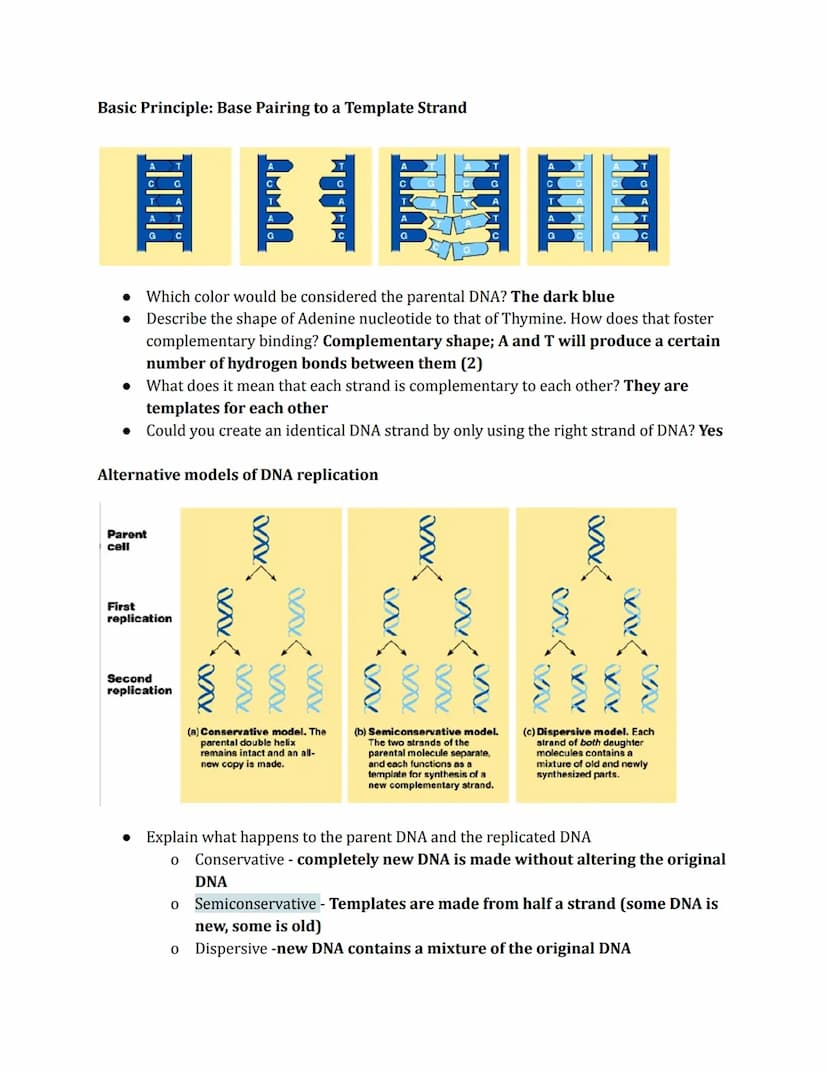 DNA Replication
Phenomena
Prokaryotic
origin of
replication
double-
stranded
DNA molecule
two daughter
DNA molecules
parental (template) str
