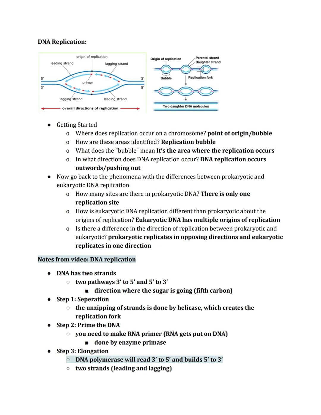 DNA Replication
Phenomena
Prokaryotic
origin of
replication
double-
stranded
DNA molecule
two daughter
DNA molecules
parental (template) str