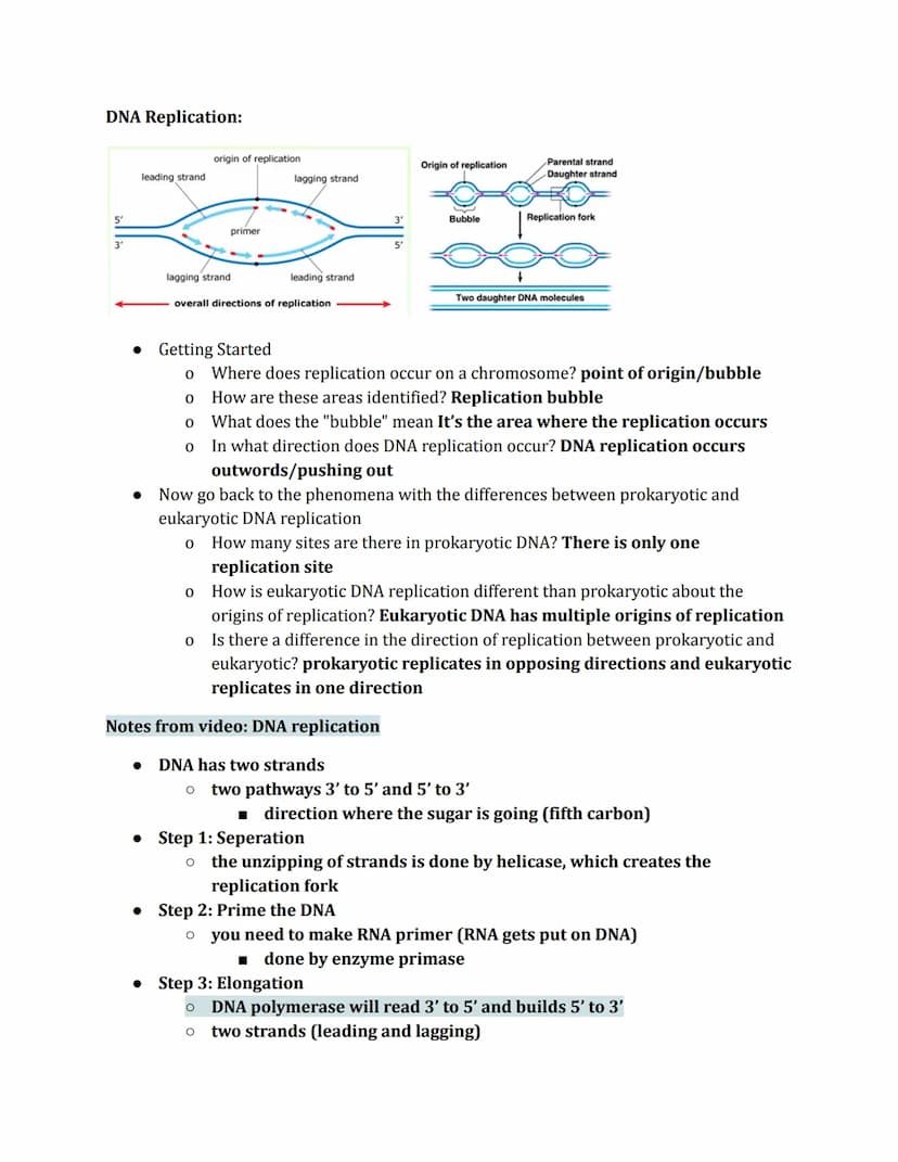 DNA Replication
Phenomena
Prokaryotic
origin of
replication
double-
stranded
DNA molecule
two daughter
DNA molecules
parental (template) str