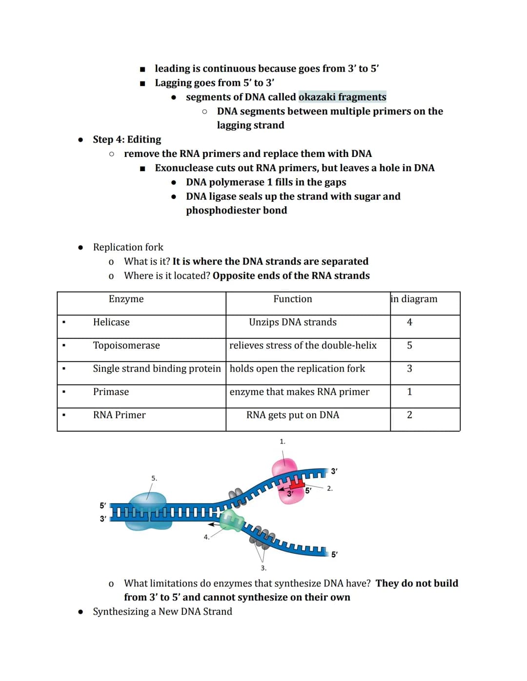 DNA Replication
Phenomena
Prokaryotic
origin of
replication
double-
stranded
DNA molecule
two daughter
DNA molecules
parental (template) str