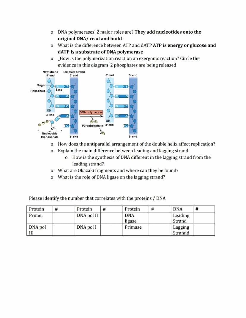 DNA Replication
Phenomena
Prokaryotic
origin of
replication
double-
stranded
DNA molecule
two daughter
DNA molecules
parental (template) str