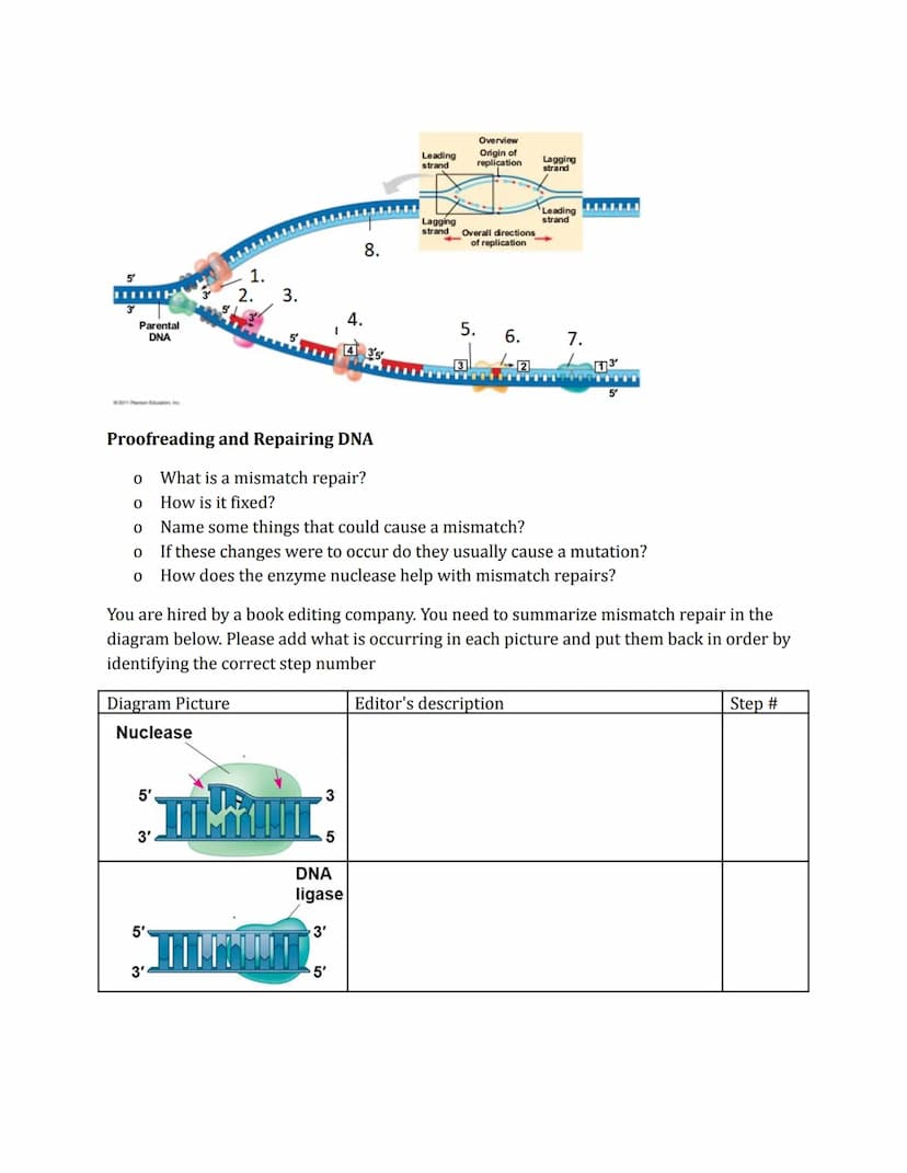 DNA Replication
Phenomena
Prokaryotic
origin of
replication
double-
stranded
DNA molecule
two daughter
DNA molecules
parental (template) str