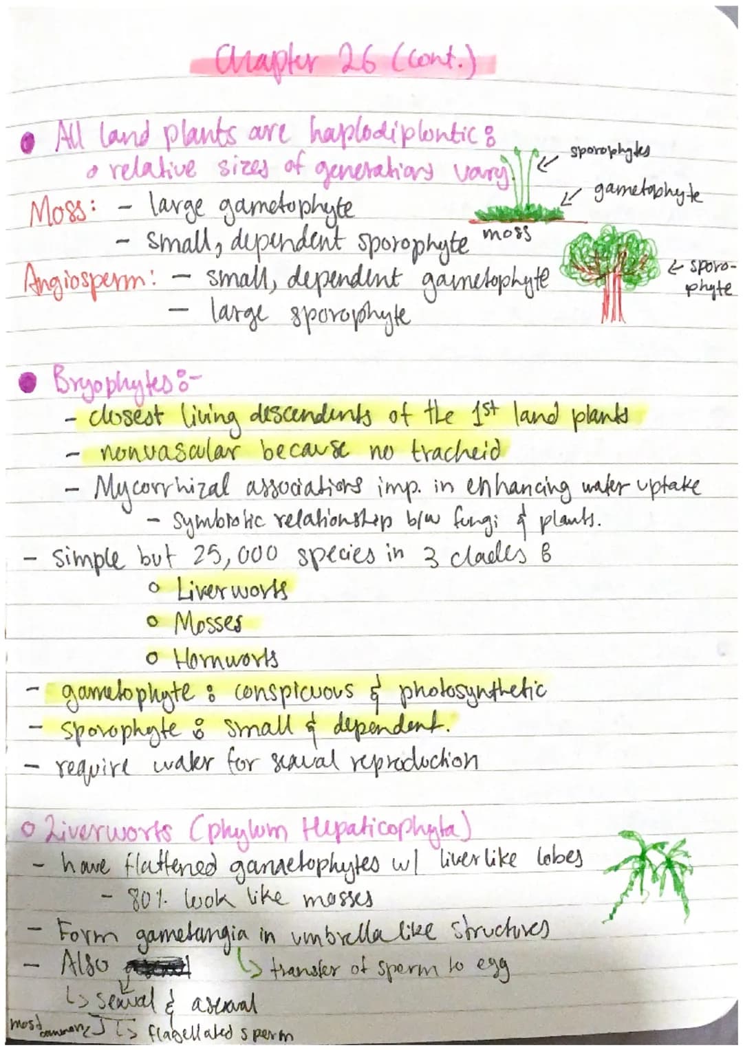 • Origin of Land Plants:
• All green algae & land plants shared a common ancestor 1 BY A
* Not all photoautotrophs are plants
0 Green Algae 