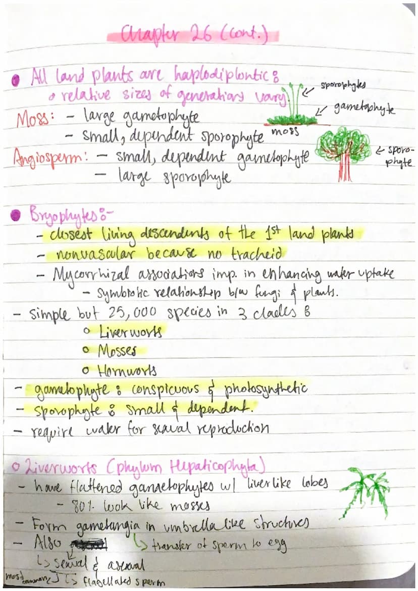 • Origin of Land Plants:
• All green algae & land plants shared a common ancestor 1 BY A
* Not all photoautotrophs are plants
0 Green Algae 