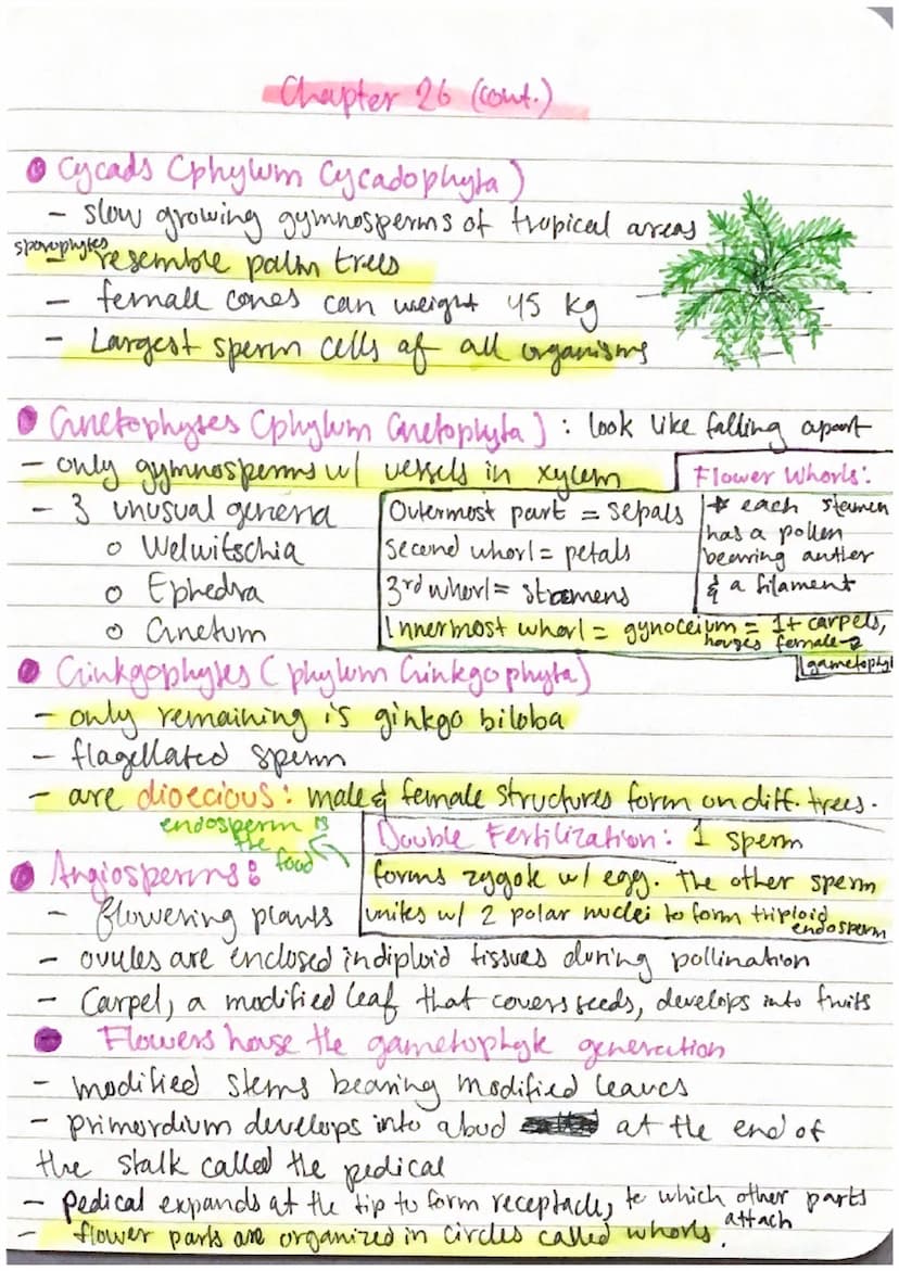 • Origin of Land Plants:
• All green algae & land plants shared a common ancestor 1 BY A
* Not all photoautotrophs are plants
0 Green Algae 