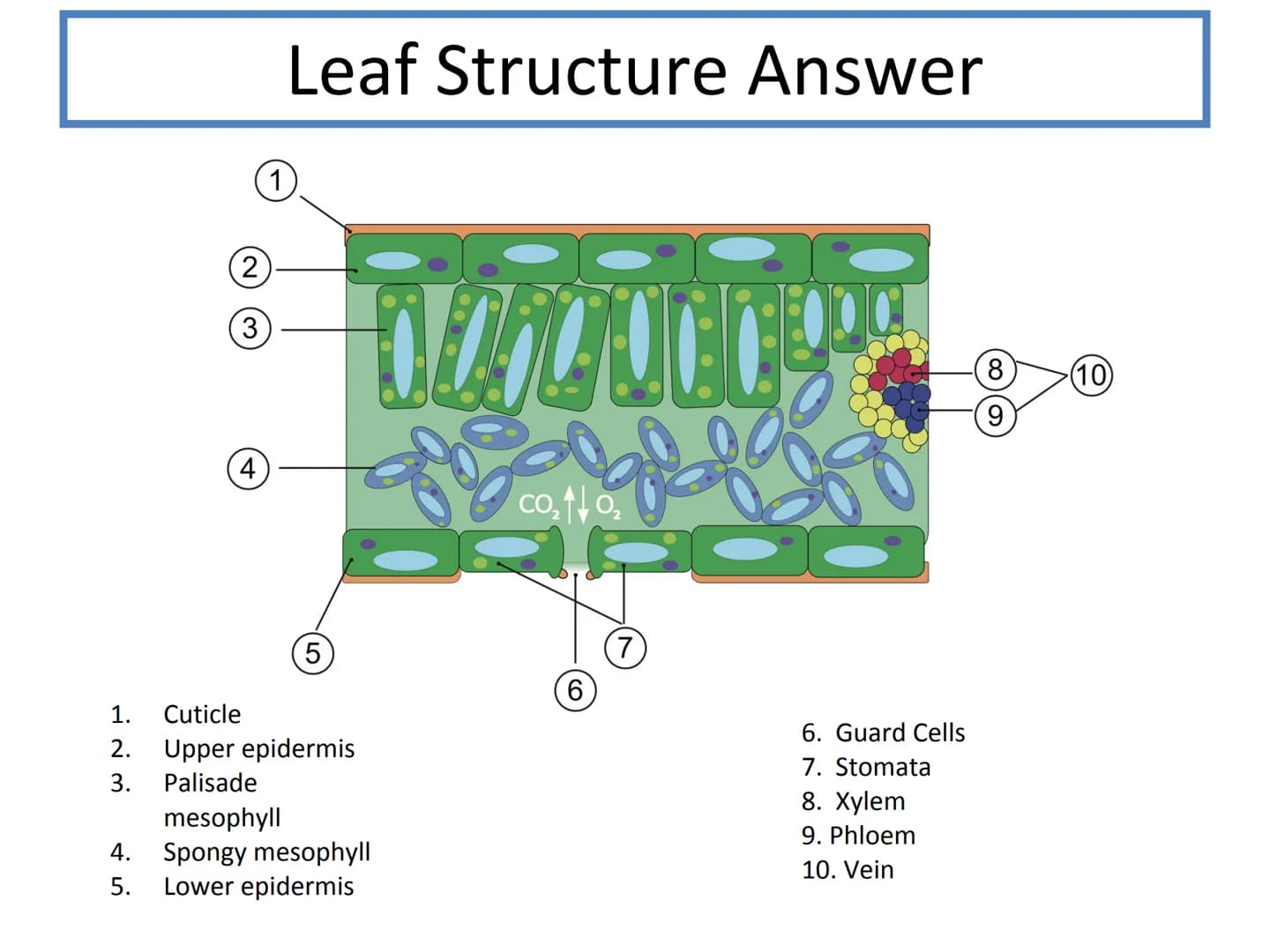 N5 Unit 2 KA5
Transport In Plants N5 biology course
1. Cell Biology
2.
3. Life on Earth
Multicellular Organisms Unit 2 - Multicellular organ