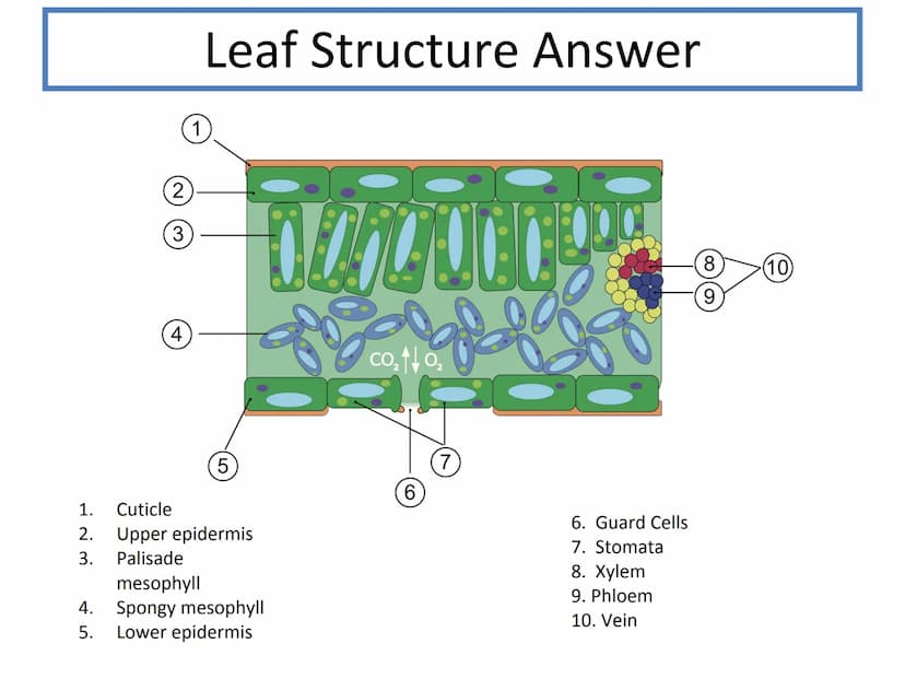 N5 Unit 2 KA5
Transport In Plants N5 biology course
1. Cell Biology
2.
3. Life on Earth
Multicellular Organisms Unit 2 - Multicellular organ