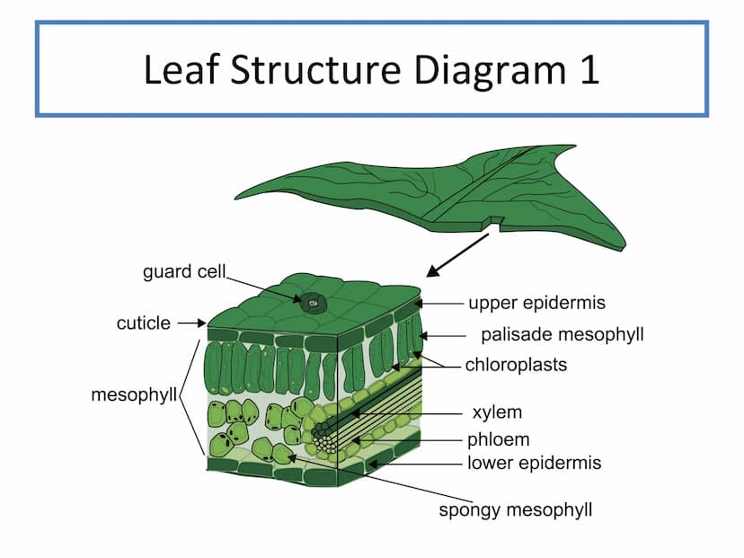 N5 Unit 2 KA5
Transport In Plants N5 biology course
1. Cell Biology
2.
3. Life on Earth
Multicellular Organisms Unit 2 - Multicellular organ