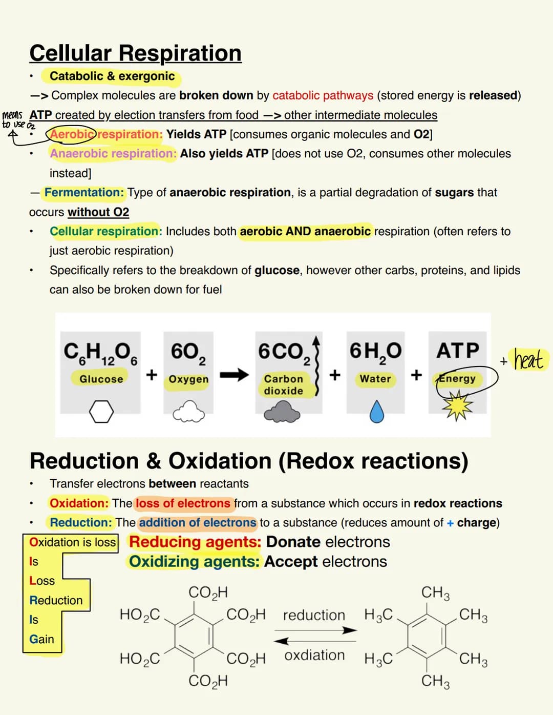 BIO115 CELL RESP/FERMENTATION Cellular Respiration
Catabolic & exergonic
-> Complex molecules are broken down by catabolic pathways (stored 