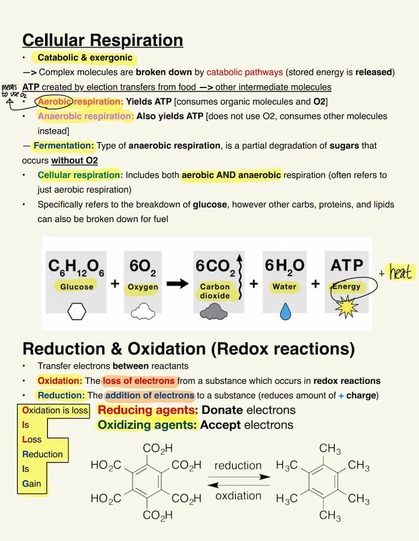 BIO115 CELL RESP/FERMENTATION Cellular Respiration
Catabolic & exergonic
-> Complex molecules are broken down by catabolic pathways (stored 