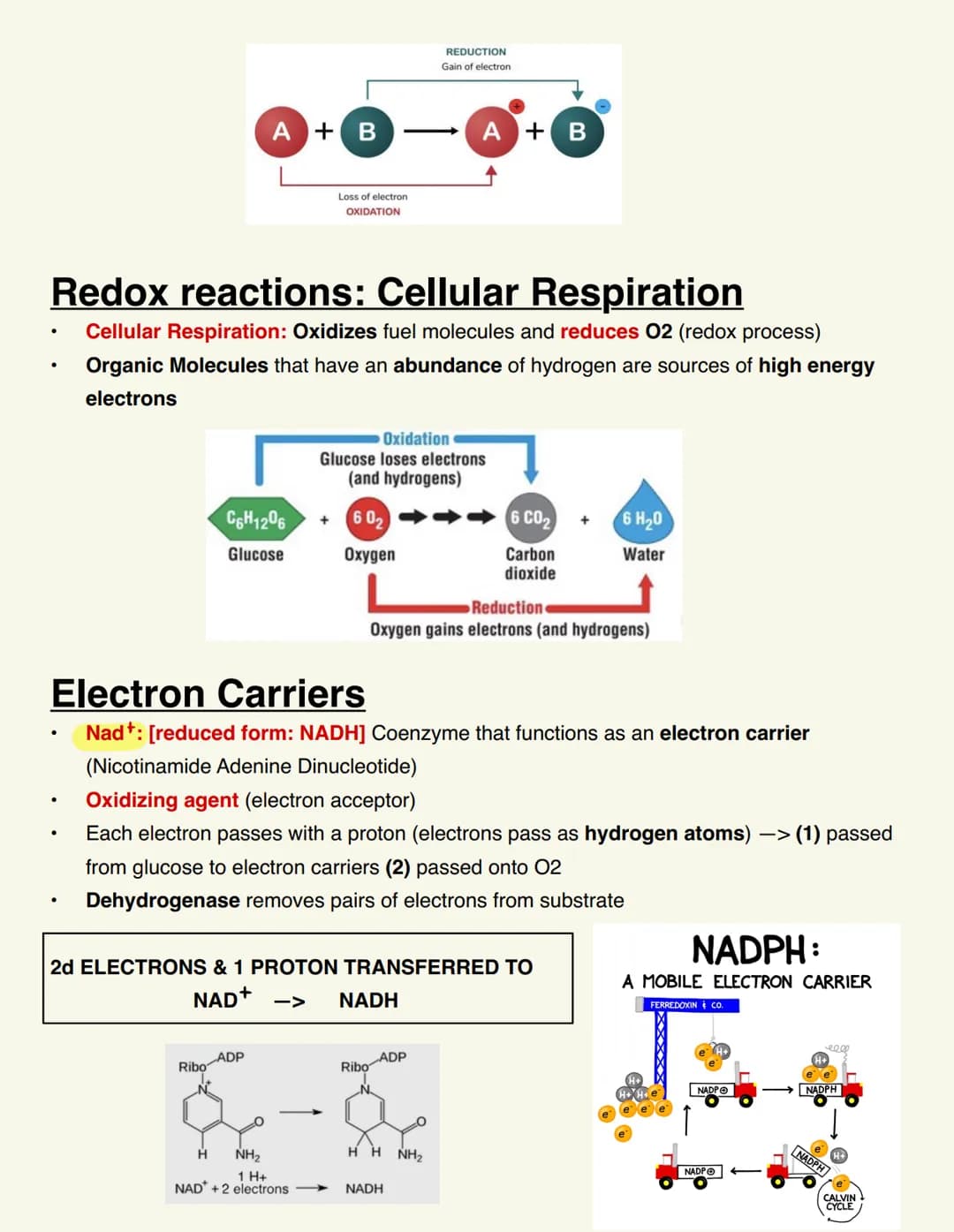 BIO115 CELL RESP/FERMENTATION Cellular Respiration
Catabolic & exergonic
-> Complex molecules are broken down by catabolic pathways (stored 