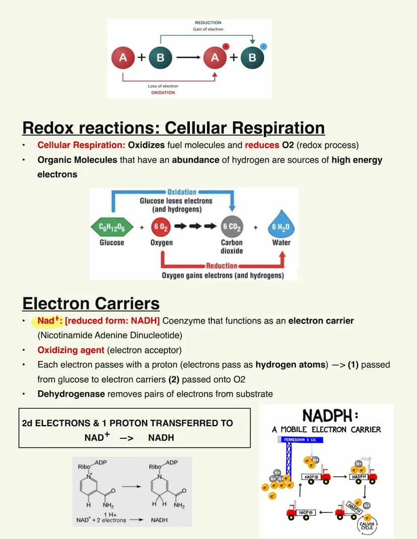 BIO115 CELL RESP/FERMENTATION Cellular Respiration
Catabolic & exergonic
-> Complex molecules are broken down by catabolic pathways (stored 