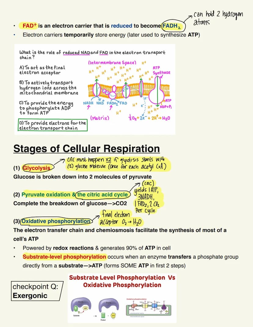 BIO115 CELL RESP/FERMENTATION Cellular Respiration
Catabolic & exergonic
-> Complex molecules are broken down by catabolic pathways (stored 