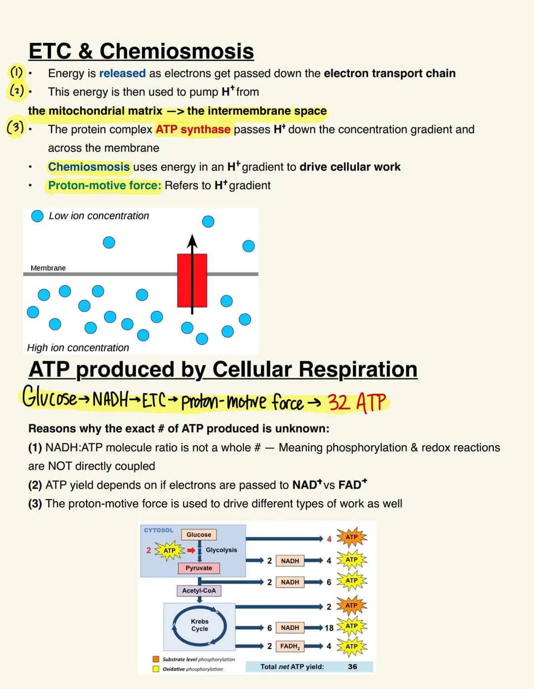 BIO115 CELL RESP/FERMENTATION Cellular Respiration
Catabolic & exergonic
-> Complex molecules are broken down by catabolic pathways (stored 