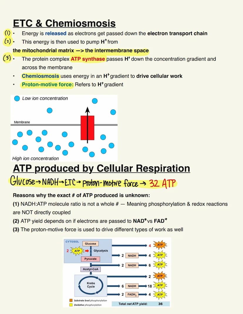 BIO115 CELL RESP/FERMENTATION Cellular Respiration
Catabolic & exergonic
-> Complex molecules are broken down by catabolic pathways (stored 