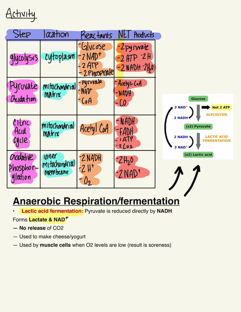 BIO115 CELL RESP/FERMENTATION Cellular Respiration
Catabolic & exergonic
-> Complex molecules are broken down by catabolic pathways (stored 