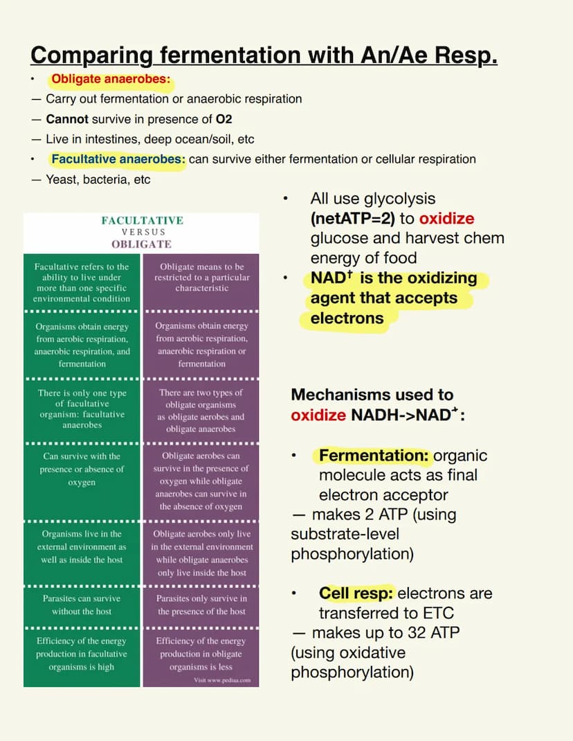 BIO115 CELL RESP/FERMENTATION Cellular Respiration
Catabolic & exergonic
-> Complex molecules are broken down by catabolic pathways (stored 