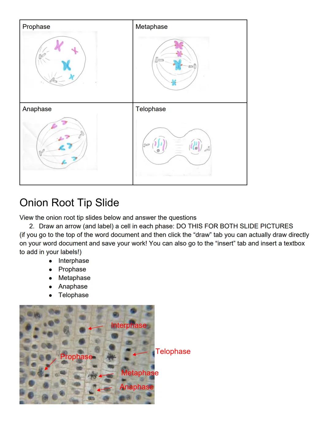 Lab 10 Mitosis and Meiosis
Lab Outcomes
Define mitosis and meiosis and relate these processes to growth, repair, and reproduction in organis