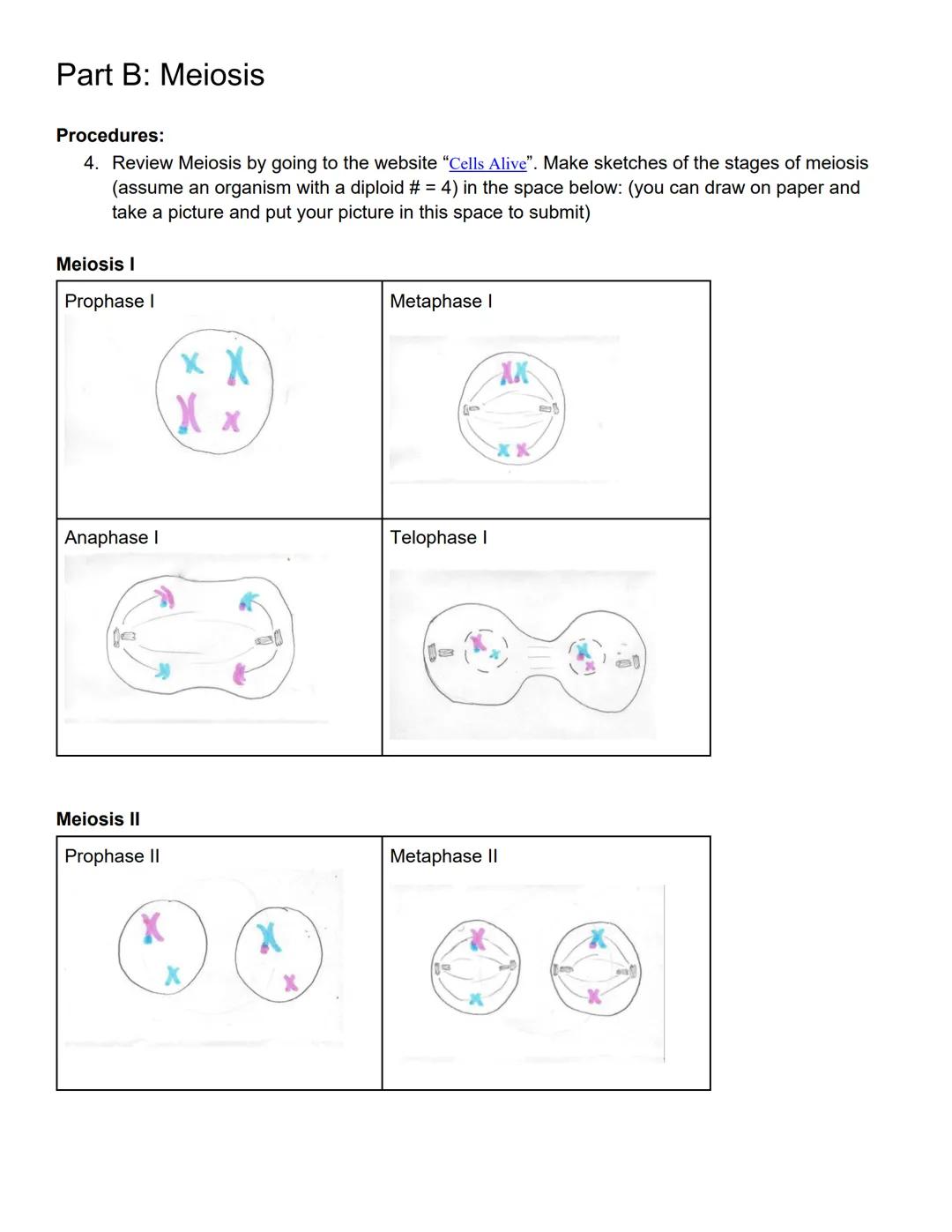 Lab 10 Mitosis and Meiosis
Lab Outcomes
Define mitosis and meiosis and relate these processes to growth, repair, and reproduction in organis