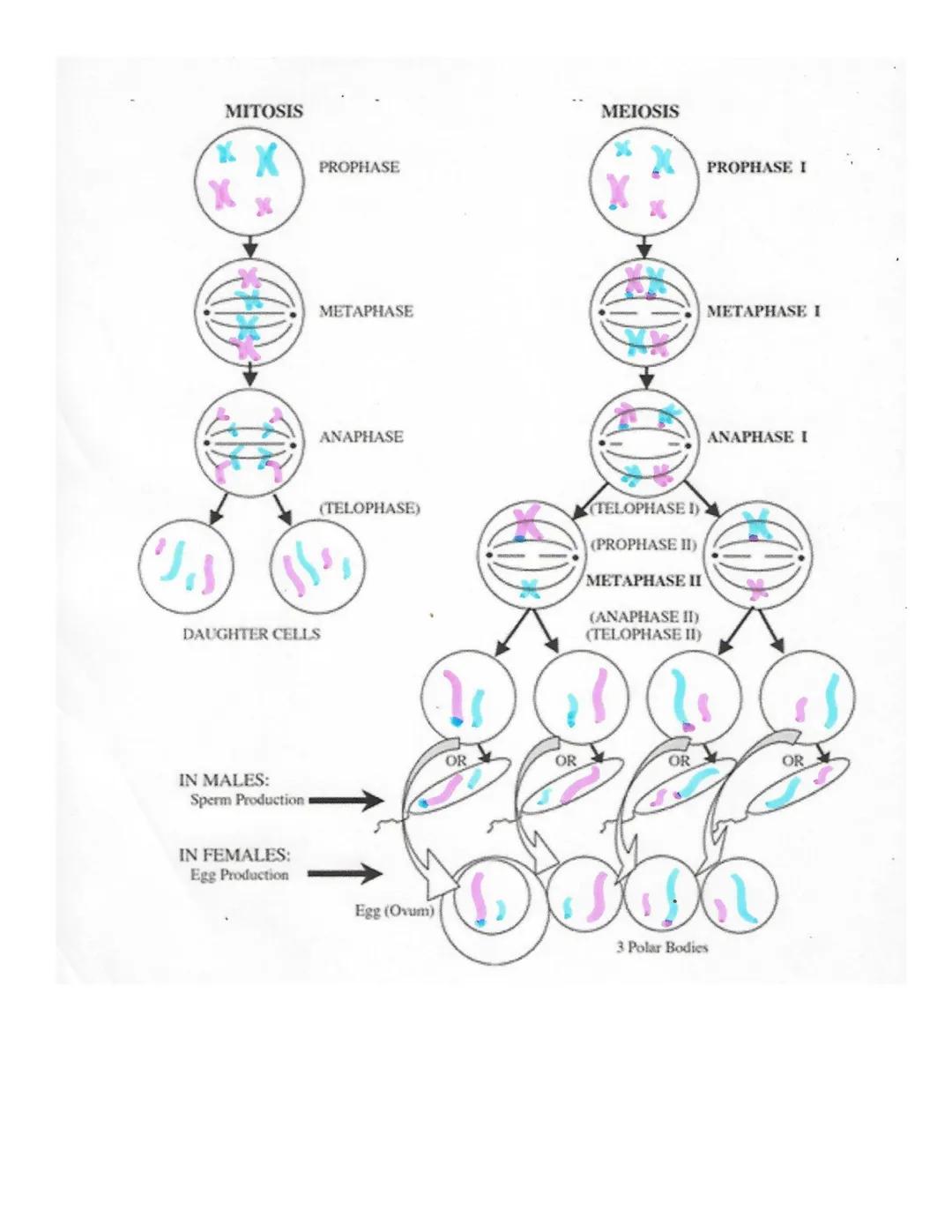 Lab 10 Mitosis and Meiosis
Lab Outcomes
Define mitosis and meiosis and relate these processes to growth, repair, and reproduction in organis