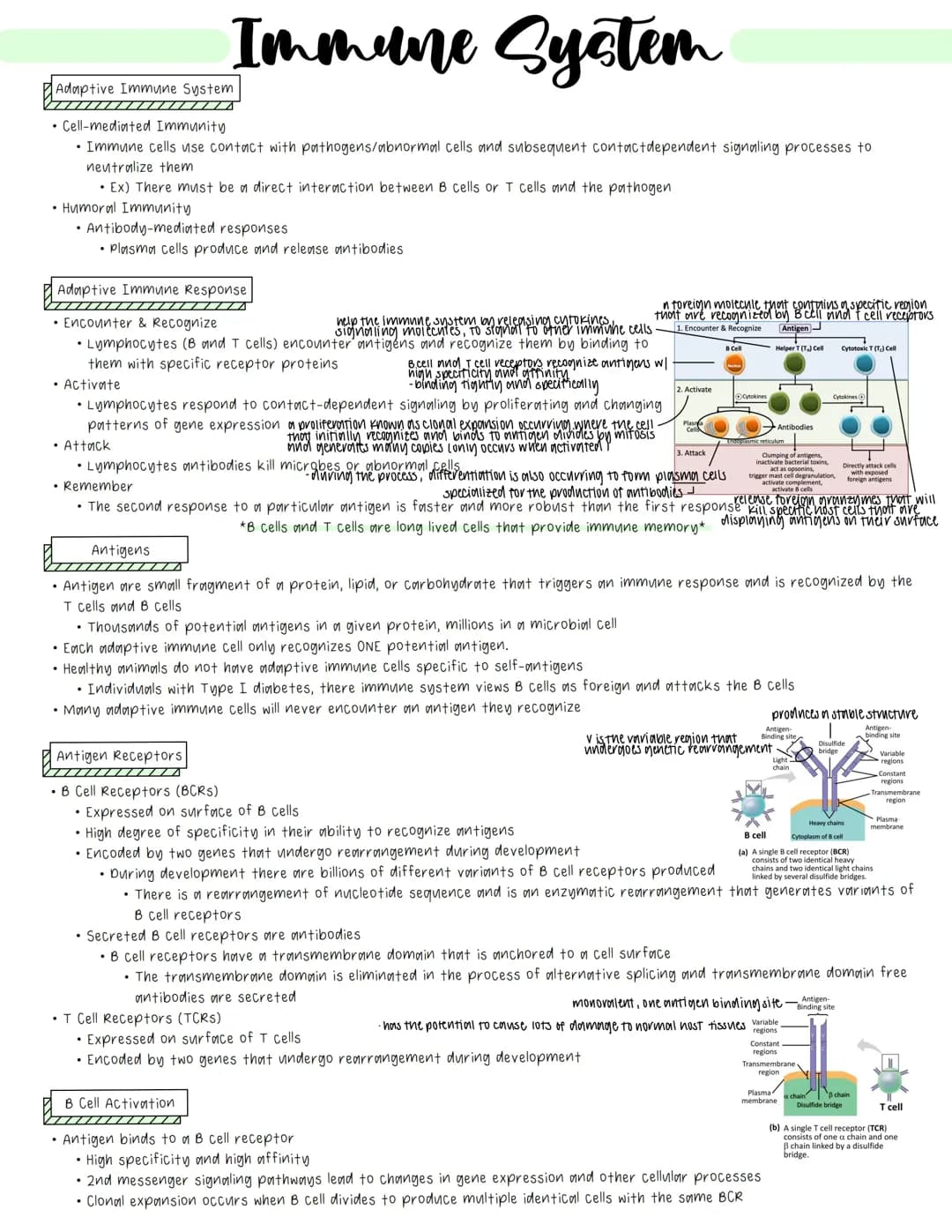 How Lymphocytes Fight Germs: Understanding B and T Cells and Cytokines