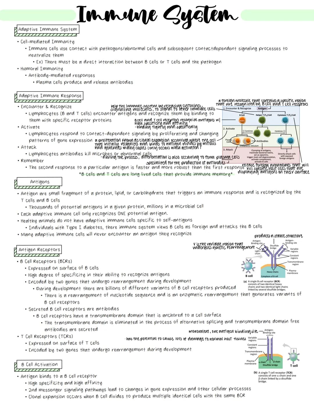 Immune System
• Cell-mediated Immunity
• Immune cells use contact with pathogens/abnormal cells and subsequent contact dependent signaling p